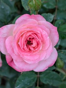 AIR FRANCE (miniature)